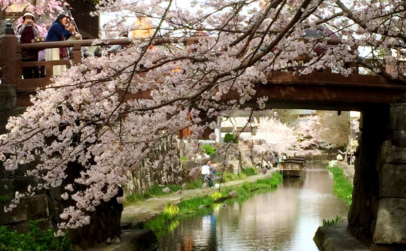 滋賀・日牟礼八幡宮の桜