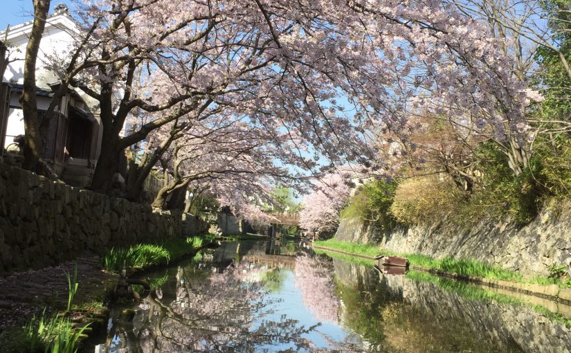 八幡堀の桜🌸