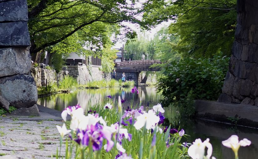 八幡掘の紫菖蒲