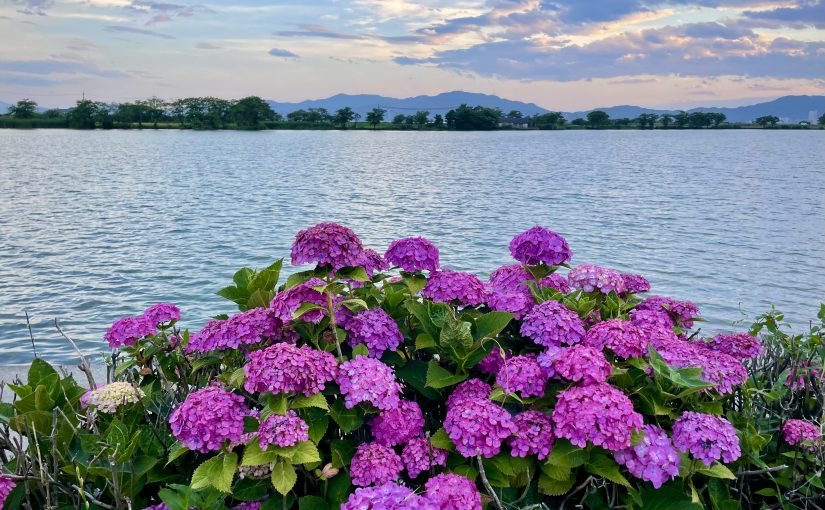 琵琶湖平湖の紫陽花